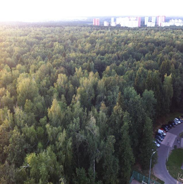 троицкийлес2