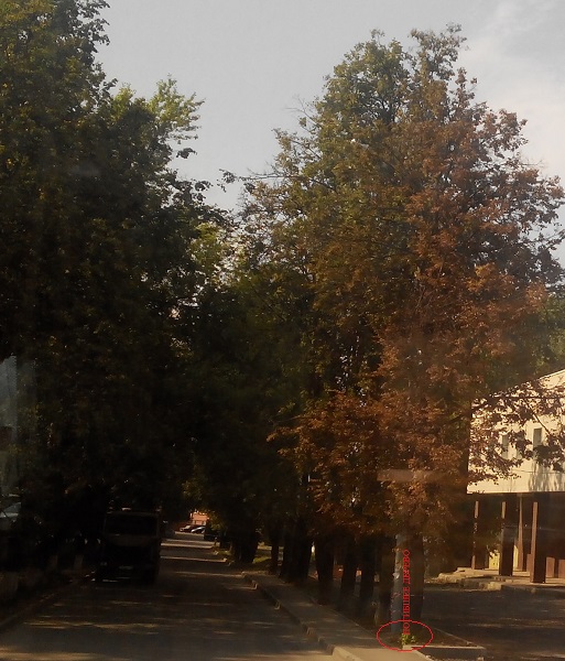 погибшее_дерево