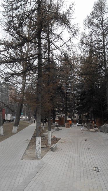 лиственница