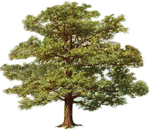 tree2