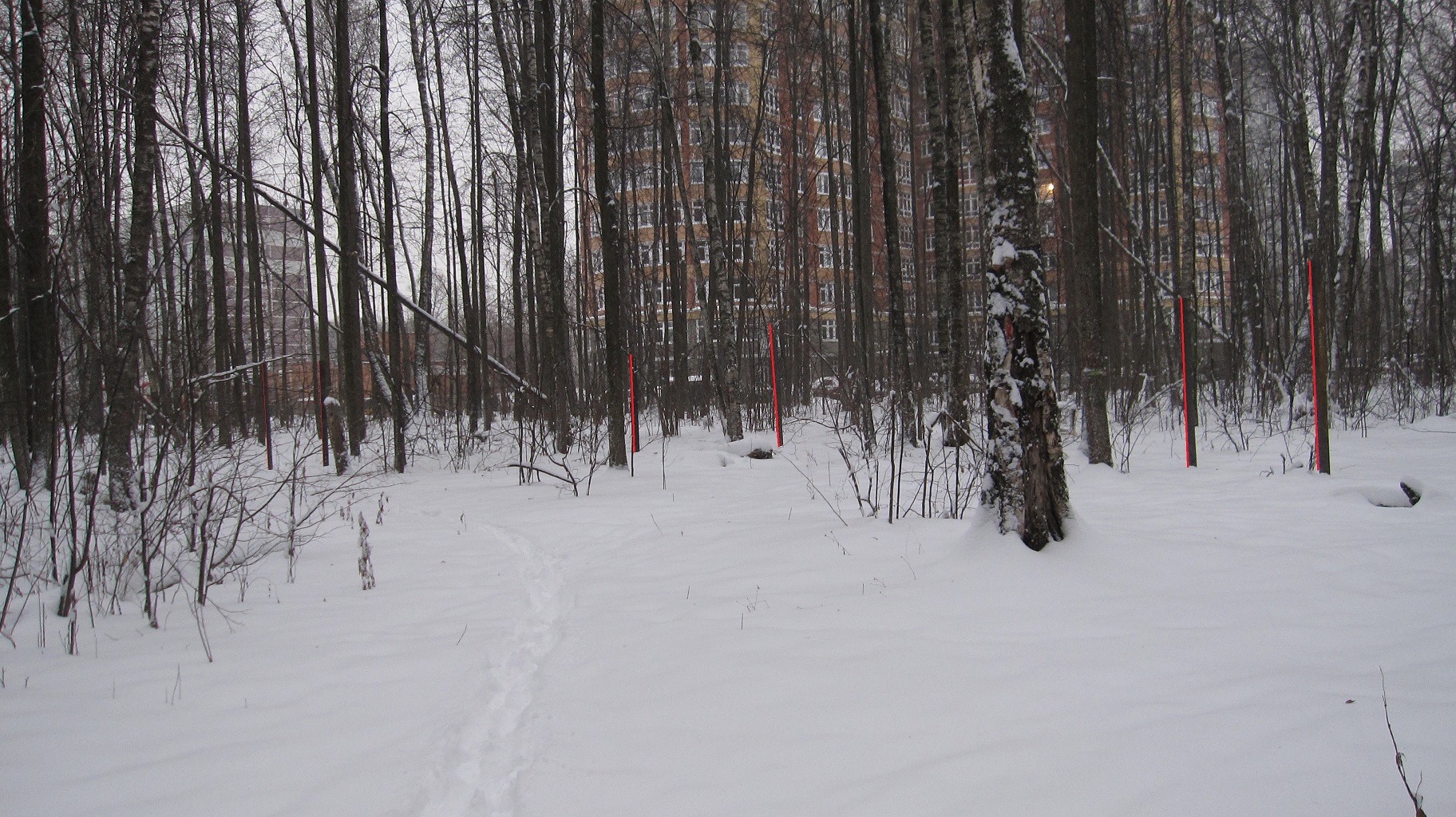 березы1