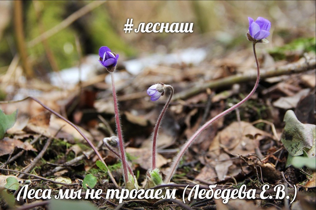Лебедева