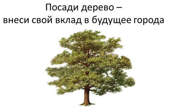 дерево