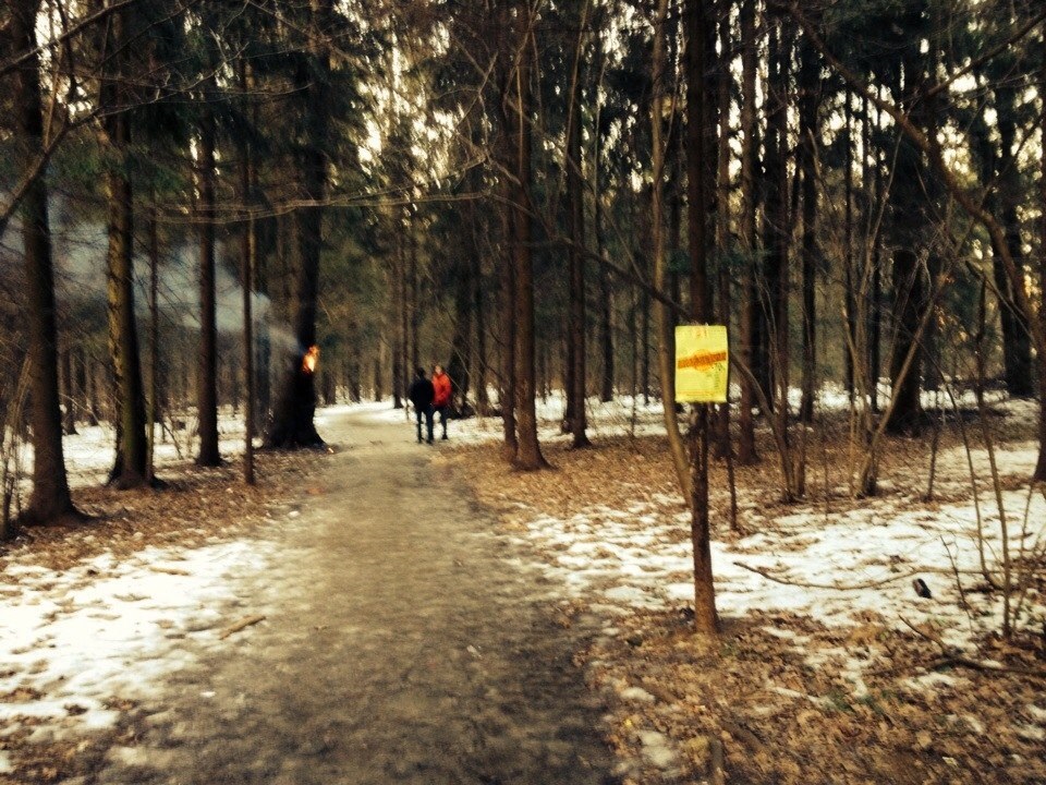 поджог_леса