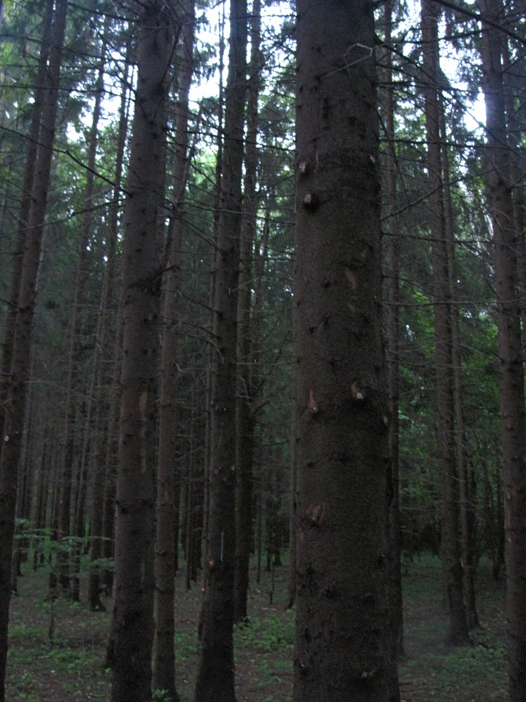 RYJzuIqUWVA